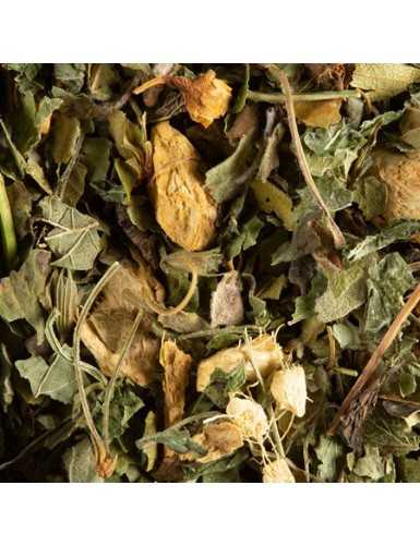 Tisane Magic Ginger-Dammann
